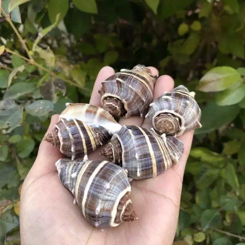 Натуральное ракушечное ежиковое ароматное snail roll ракушка замена ракушки для аквариума ландшафтного манускрипта🐌?