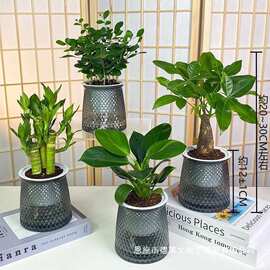 水培绿植四件套九里香金钻发财树富贵竹室内组合装