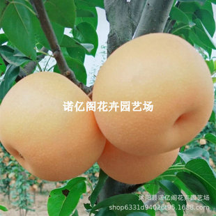 Pear Tree Saplings Grafted with Thin-Skinned Qiuyue Pear Saplings Rock Molasses Pear Crisp and Sweet New Variety Fruit Saplings in the North and South Courtyards
