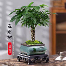 辫子发财树小盆栽客厅室内绿植物办公室桌面四季好养茶几卧室直销