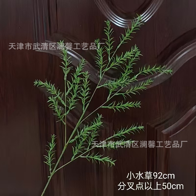 작은 수생 식물