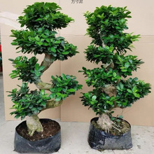 8字金钱榕树盆栽室外植物大型花卉绿植老根阳台人参榕树盆景老桩