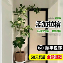 网红孟加拉榕盆栽大型室内客厅绿植榕高山榕树落地真花旺宅树