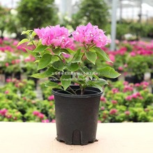 ����÷���Ԏ������ɫ�ļ��_�Ϙ���Ʒ�N���w�ذ껨�ܾGֲ����ֲ��