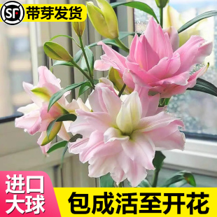 Perfume Lily Bulbs Bloom in All Seasons, Potted Plants with Buds, Imported Double Lily Bulbs, Seeds, Flower Seedlings, Fresh Florals