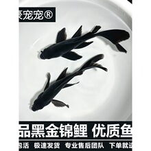 乌金黑色龙凤锦鲤锦鲫苗黑草金小金鱼好养耐活冷水观赏鱼新手淡水