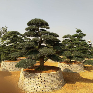 ���Դ������l�_�h�� ���������_�h�� ���΃��� ͥԺ�G�� �r�����