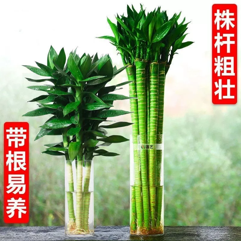 Дракон Бамбук Гуаньинь Бамбуковая гидропонная растение для гостиной, приводит в дом богатство и сокровища Бамбук, высокий водный крупнолистный бамбук, зеленое растение в горшке с цветком