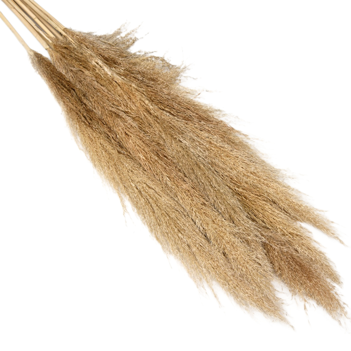 Producción directa de caña de