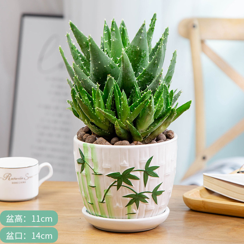 Night city aloe vera green bamboo leaf ceramic pot with fertilizer
