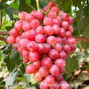 �o�� �Ї��tõ�������� ɽ�|ƽ�ȴ��ɽ�������l��Ʒ�N���ј���