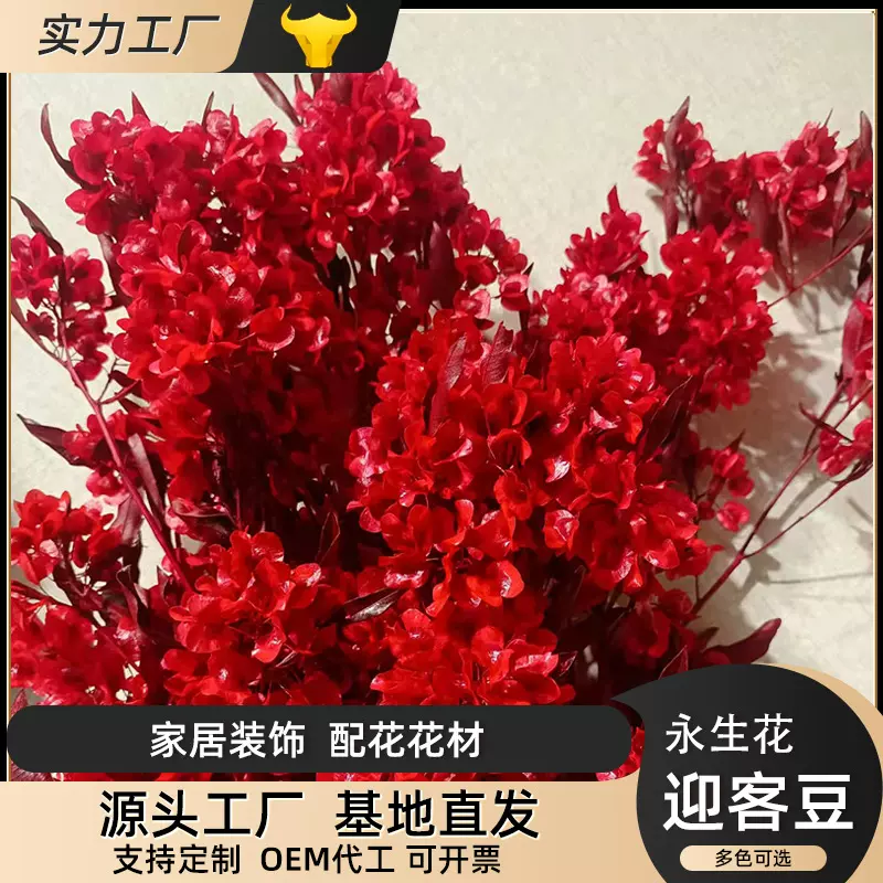 漂色迎客豆永生花花材婚庆布置装饰蝴蝶花干花花束婚礼装饰摆件