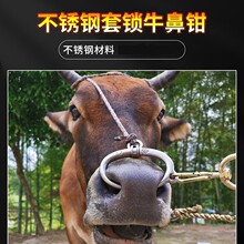 ���P�ţ�ǭhţ��Ȧ�Bţ�O����еţ���Q�ӊA��ţ�Ǡ�������