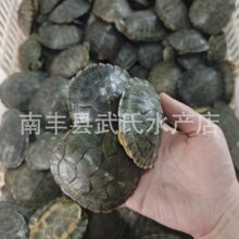 巴西龟活物宠物龟巴西小乌龟家养招财龟黄金乌龟可爱观赏龟大乌龟