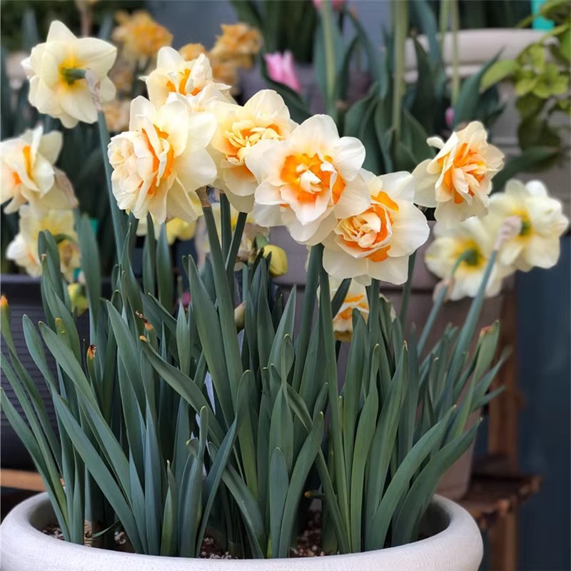 洋水仙种球室内围裙水仙四季土养开花盆栽耐寒球根植物多年生花卉