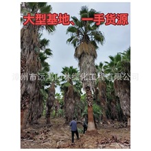 华棕老人葵华盛顿棕榈基地报价 一手货源 专业技术指导