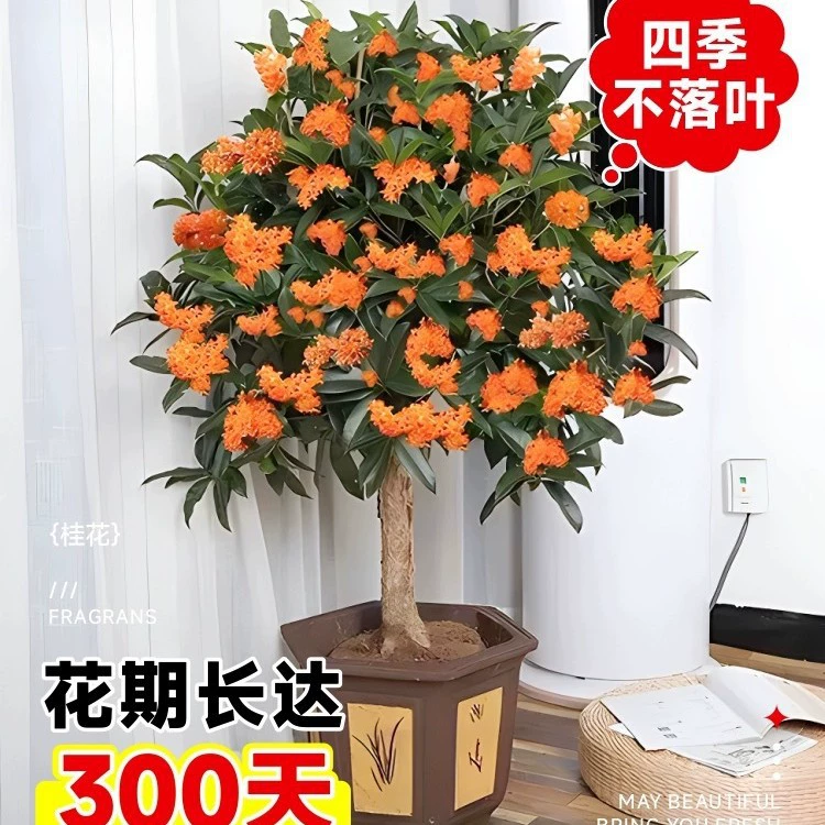 Саженцы османтуса в горшках, комнатные цветочные растения, золотой сад османтуса, большое дерево, сильный аромат, зеленое растение, цветущее круглый год, османтус