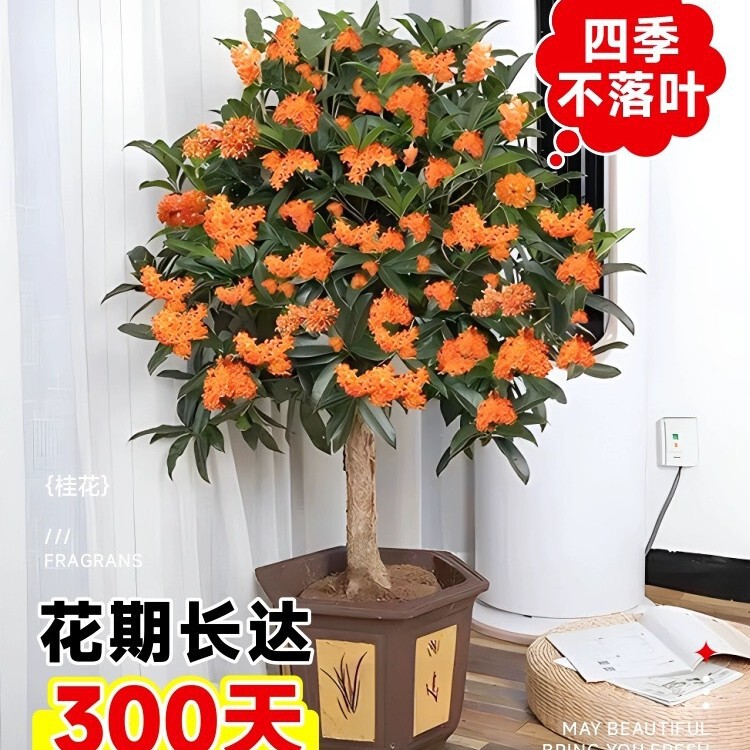 Osmanthus Saplings Potted Indoor Flower Plants Golden Osmanthus and Osmanthus Courtyard Large Trees Strong-Scented Green Plants Blooming Four-Season Osmanthus Osmanthus Saplings Potted Indoor Flower Plants Golden Osmanthus and Osmanthus Courtyard Large Trees Strong-Scented Green Plants Blooming Four-Season Osmanthus