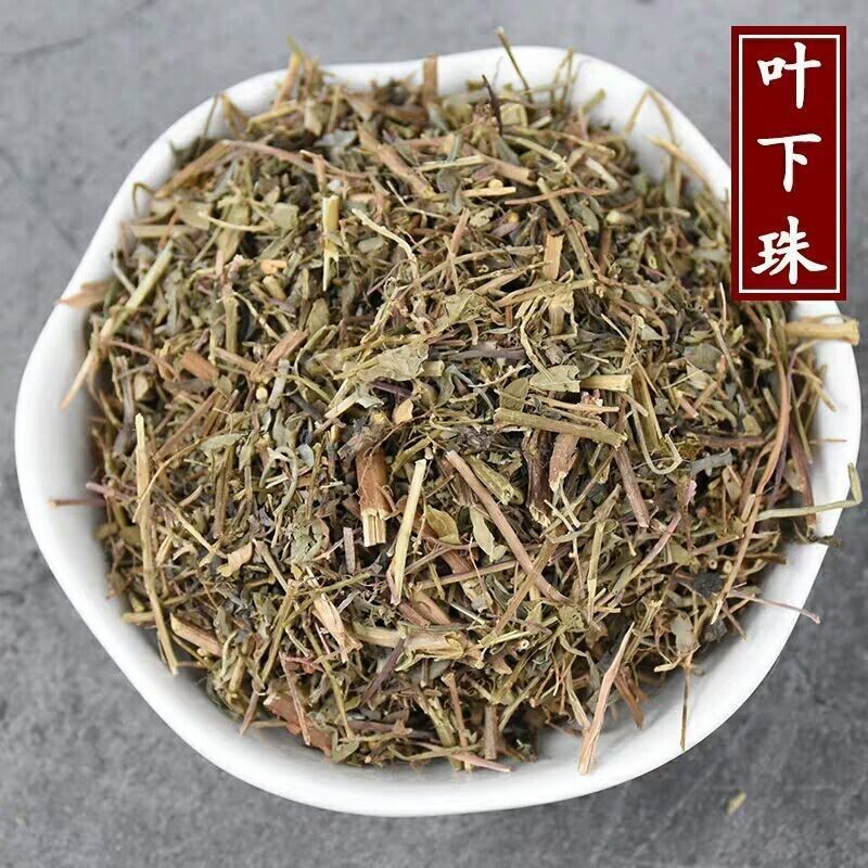 Yexiazhu Leaf 500g Dried Phyllanthus Urinaria Whole Herb Traditional TCM Herbal Tea Ingredient overview