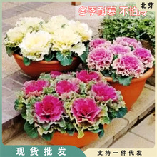 羽衣甘蓝花苗盆栽观赏绿化花园庭院阳台花卉彩色观叶植物冬季耐寒