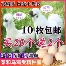 10枚泰和乌鸡种蛋受精卵可孵化小鸡苗江西白凤乌骨鸡非五黑绿壳蛋