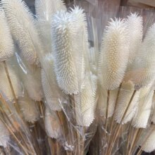 拉毛果干花插花装饰摆件软装长寿果蓟果家居客厅拍照道具仿真花