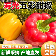 寿光彩椒新鲜甜椒五彩圆椒红椒黄椒绿椒寿光太空椒生吃不辣包邮