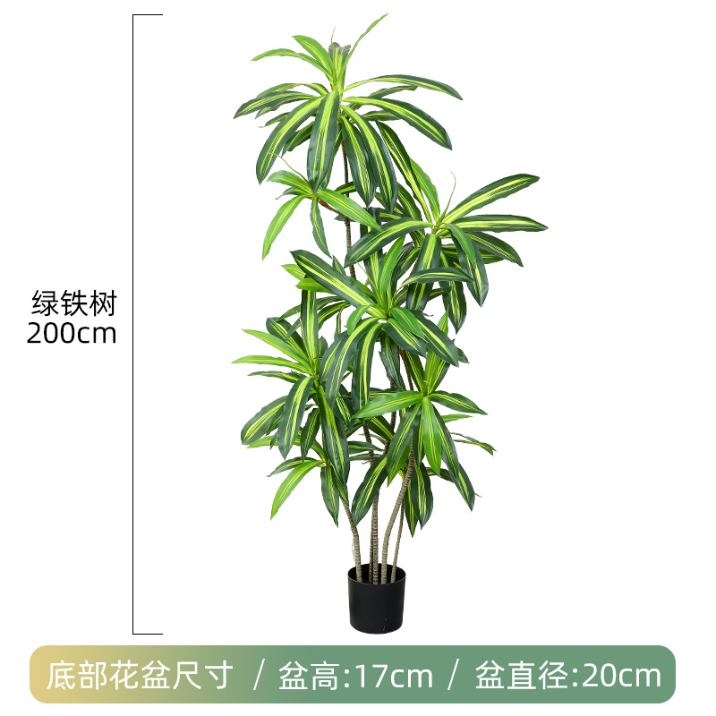 210cm 5극 녹색 철나무