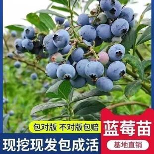 �{ݮ���籬�lʽ���a�＾���~����ͨ���ͺ�����ϱ����Nֲ�̨ˮ��