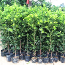 �ձ��_�h�ɘ���ͥԺ�̨�҃Ȼ������ԾGֲ������辰�䘶�ļ�����