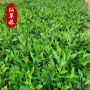 多年生荆芥蜻蜓草苗