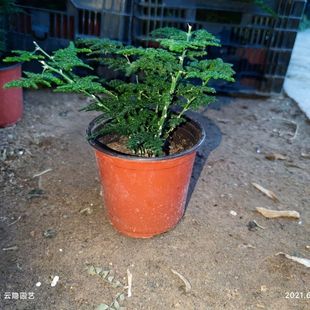 ��ɽ���������CƷ�N��ɽ�l؛���ܰ��������������ļ�