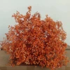 Orange About 400-500g/bubble