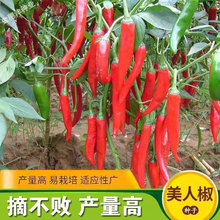 摘不败美人椒种子特色红尖椒长辣椒种子特香辣四季盆栽蔬菜种籽