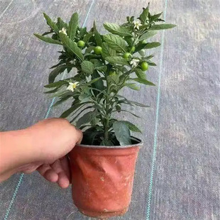 ɺ�������Զ�ɺ�����ļ����҃��̨�Լ��c���_���^���ļ�����ֲ��