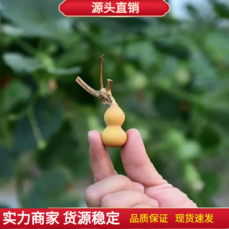 手捻葫芦种子葫芦籽种易种小盆栽树文玩小亚腰葫芦籽种葫芦秧苗