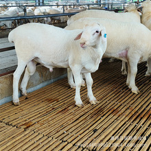 ް׺B Lٶȿ uް ްĸBֳ