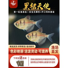 黑裙天使鱼观赏鱼淡水热带鱼小型鱼金鱼活鱼七彩鱼神仙鱼好养耐活