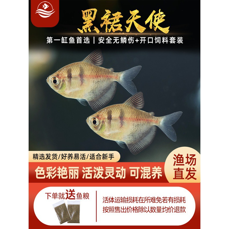 黑裙天使鱼观赏鱼淡水热带鱼小型鱼金鱼活鱼七彩鱼神仙鱼好养耐活