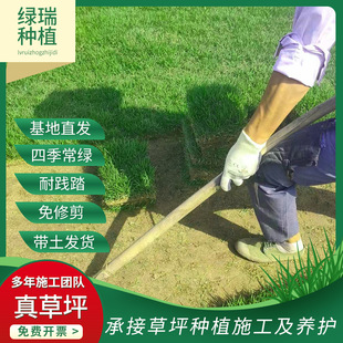 Chinese Knot Grass Orchid Yin No. 3 Tiger Grass Football Field Green with Soil Lawn Real Grass Seeds