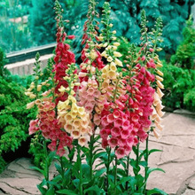 lëSNļ׷NȤζ^pԻѶ@ܷN