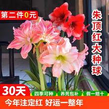 阿弗雷朱顶红大种球进室内外花卉重盆栽国产绿植物口花瓣精灵鬼魅