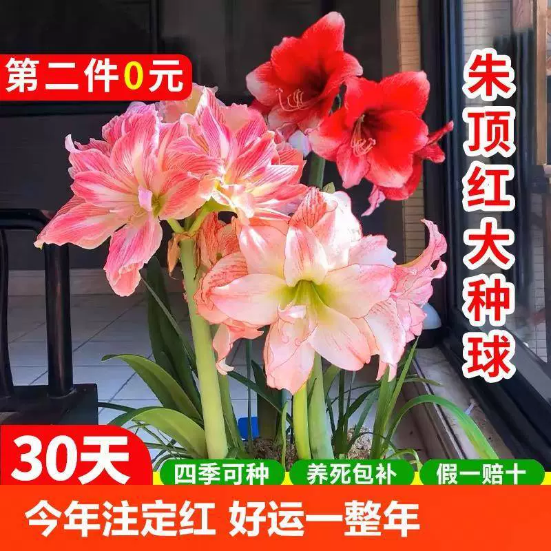 Afrei Zhuding красный большой шарик в помещении и на территории. Цветы в горшках.