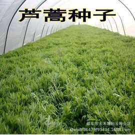 芦蒿种子南京特产水蒿柳蒿种子四季种植蔬菜田园种植口感清脆芦蒿