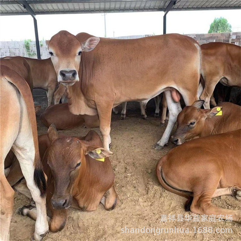 肉牛养殖农村养殖肉牛鲁西黄牛价格育肥小公牛繁殖小母牛