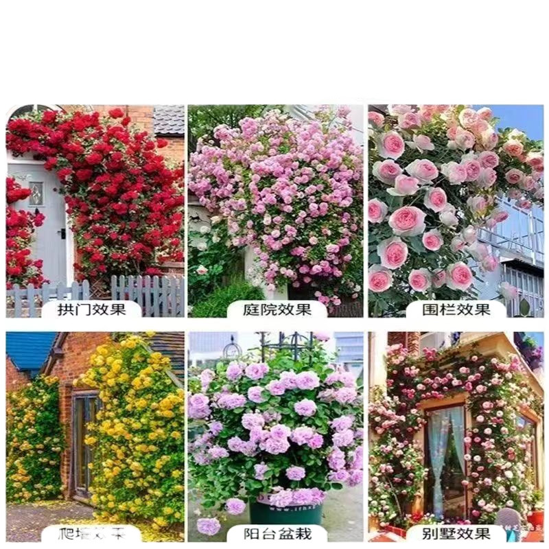 Flores de gran pila de rosas de rosa de temporada vieja, plantas de patio fragrantes, flores de balcón, flores de flores de rosa de rosa en todas las estaciones image 4