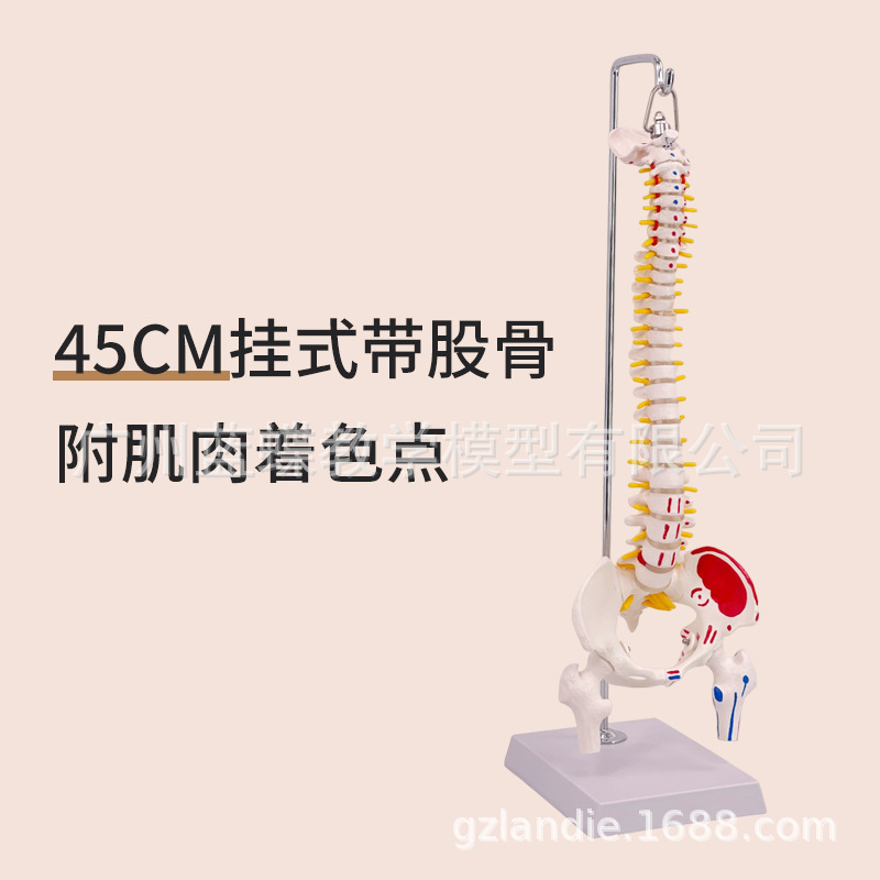 ��ʽ ���弹��ģ��45CM���Ǿ�׵��׵��׵����ɹǼ�����ɫ��ֹ��