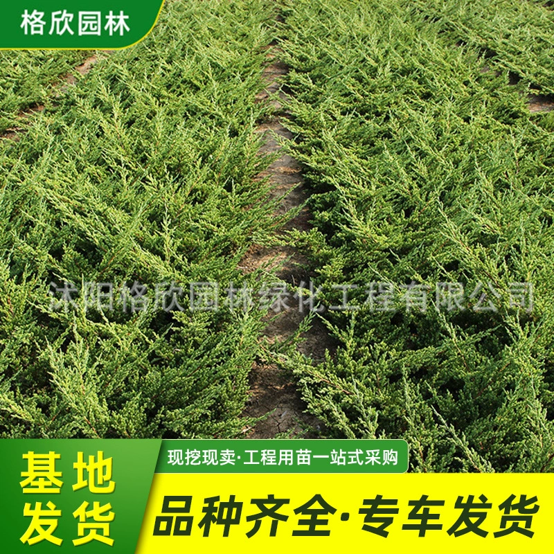Грунт рассада кипариса оптом украшение двора моделирование грунт кипарис вечнозеленый все сезоны инженерное озеленение кустарник горшечный грунт кипарис
