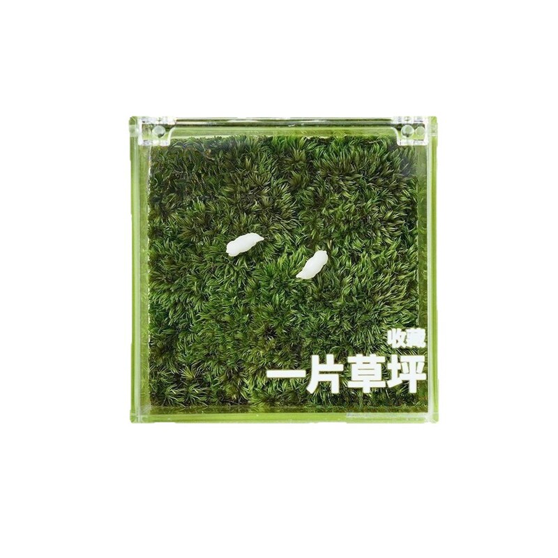 ミニ芝生マイクロランドスケープカスタマイズされた芝生苔ボックスオフィス学生手作り DIY 卒業シーズンギフト|undefined
