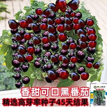 �ڷ��ѷN�ӳ����}Ů���N�љ������t���N���ļ����N�̨�����߲�